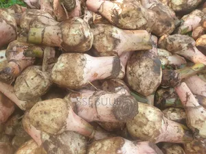 Banana Surckers Local Breed