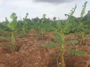 Banana Surckers Local Breed