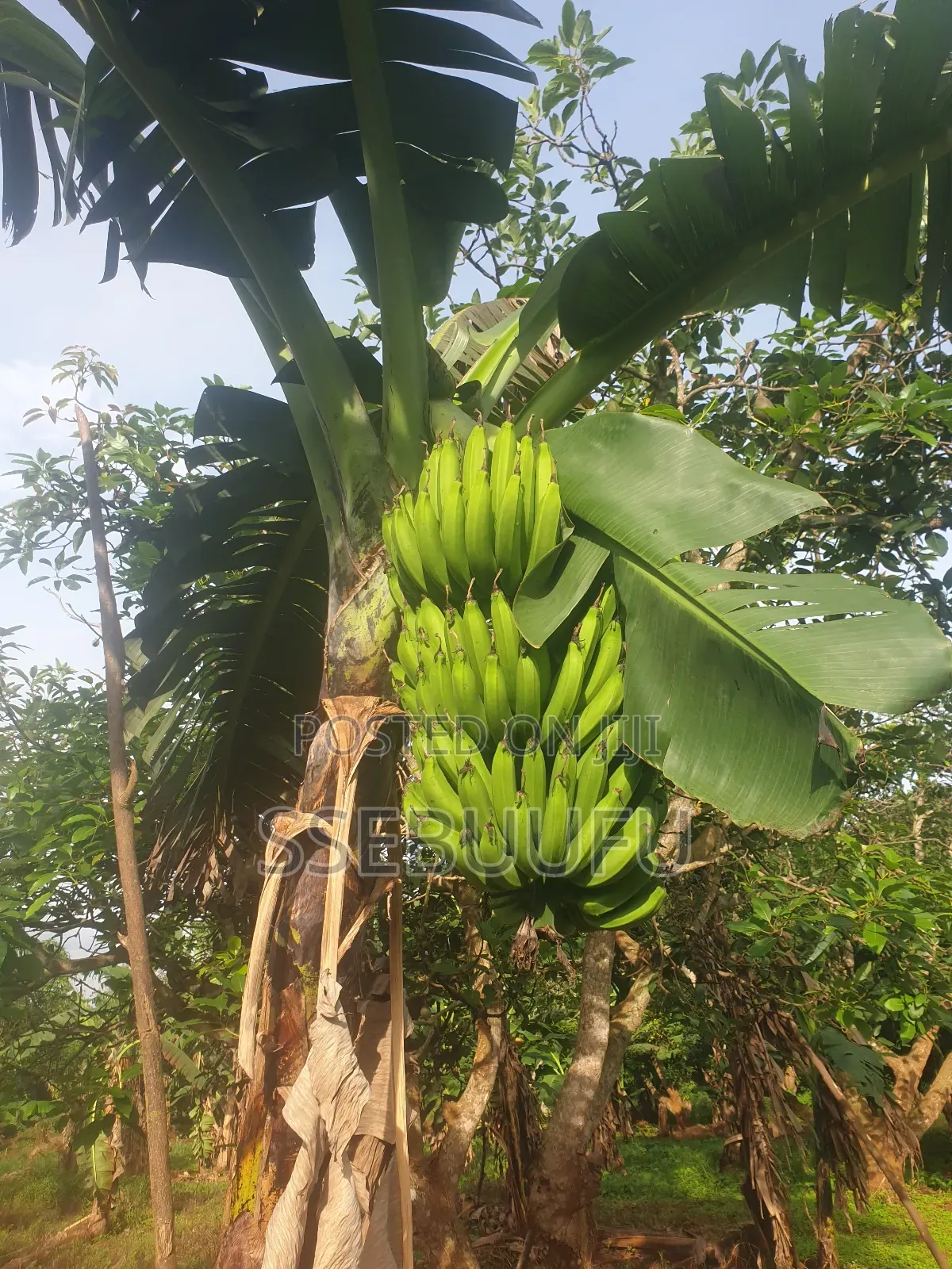Banana Surckers Local Breed