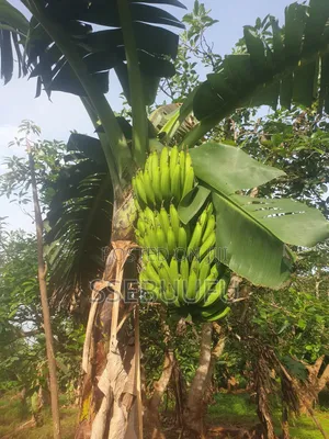 Banana Surckers Local Breed