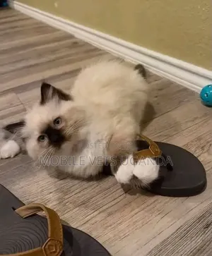 1-3 months Male Purebred Ragdoll