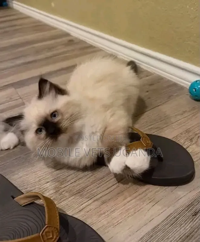1-3 months Male Purebred Ragdoll