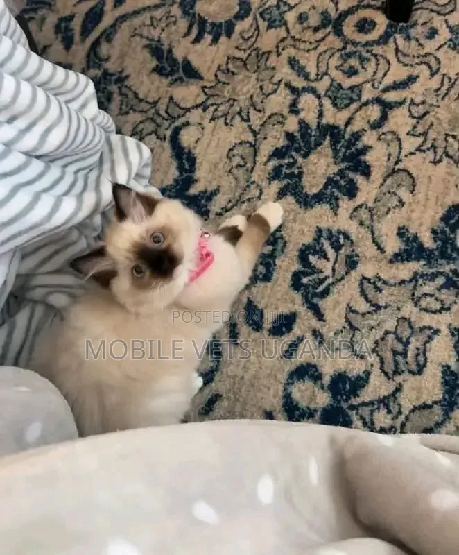 1-3 months Female Purebred Ragdoll