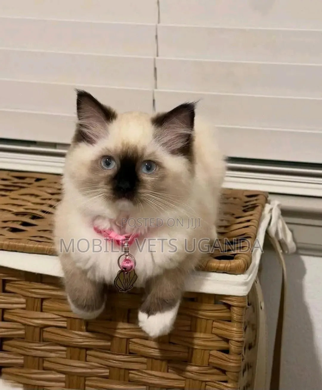 1-3 months Female Purebred Ragdoll