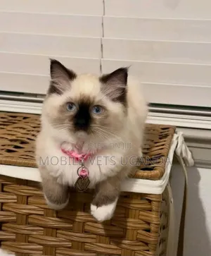 1-3 months Female Purebred Ragdoll