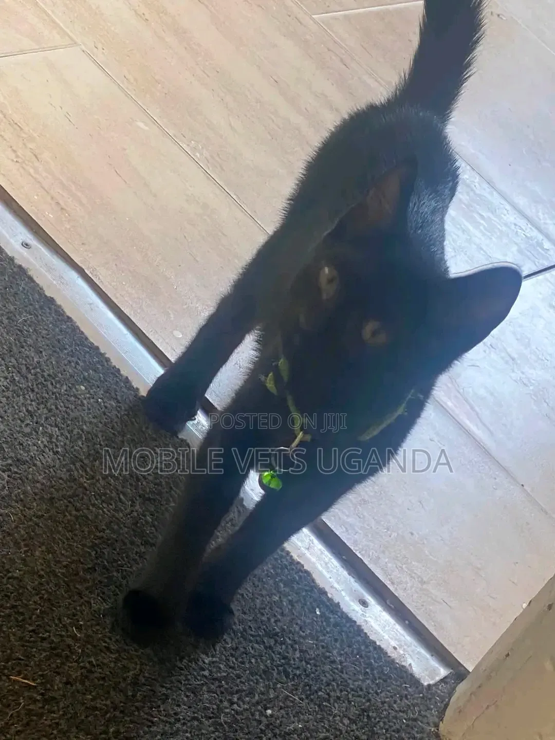3-6 months Female Purebred Bengal