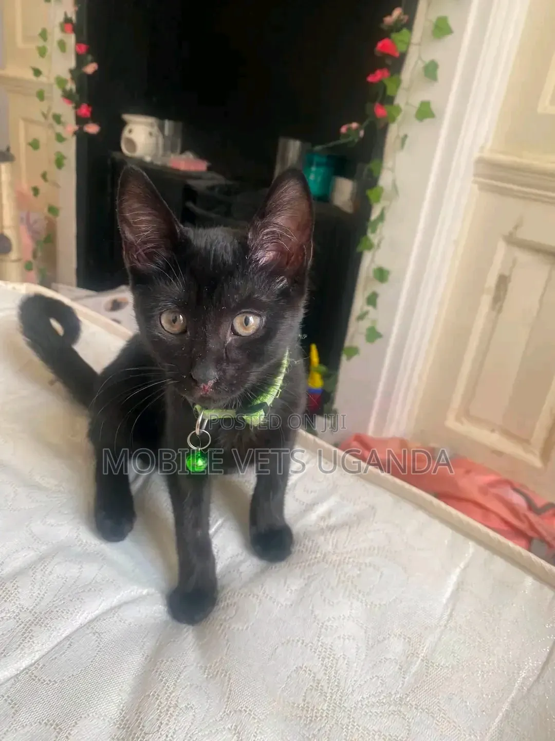3-6 months Female Purebred American Curl