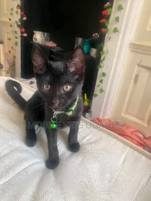 3-6 months Female Purebred American Curl