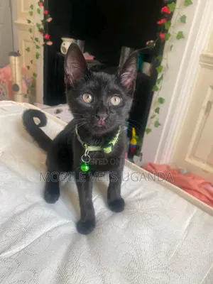 1-3 months Male Purebred American Wirehair