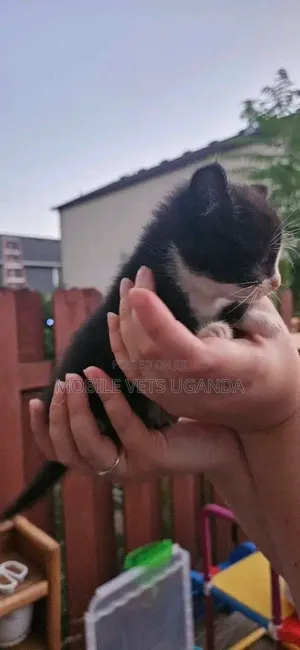 1-3 months Male Purebred Abyssinian