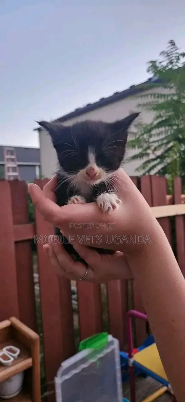 1-3 months Female Purebred Balinese