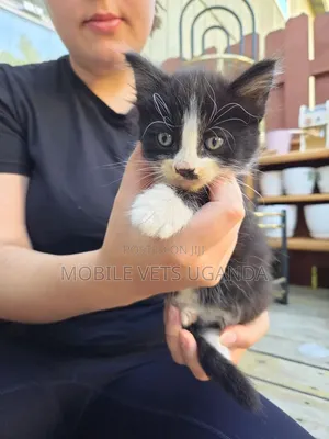 0-1 month Male Purebred Korat