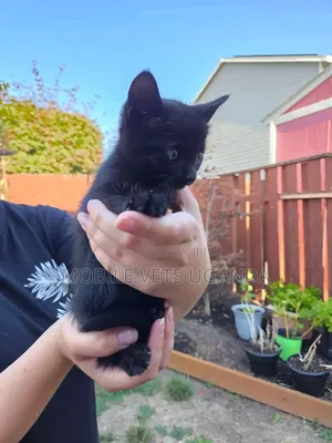 1-3 months Female Purebred Javanese