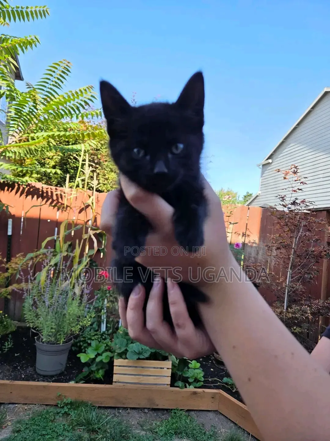 1-3 months Male Purebred Bombay