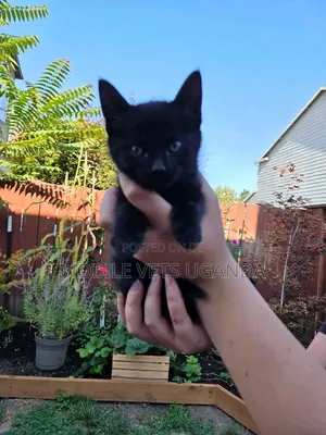 1-3 months Male Purebred Bombay
