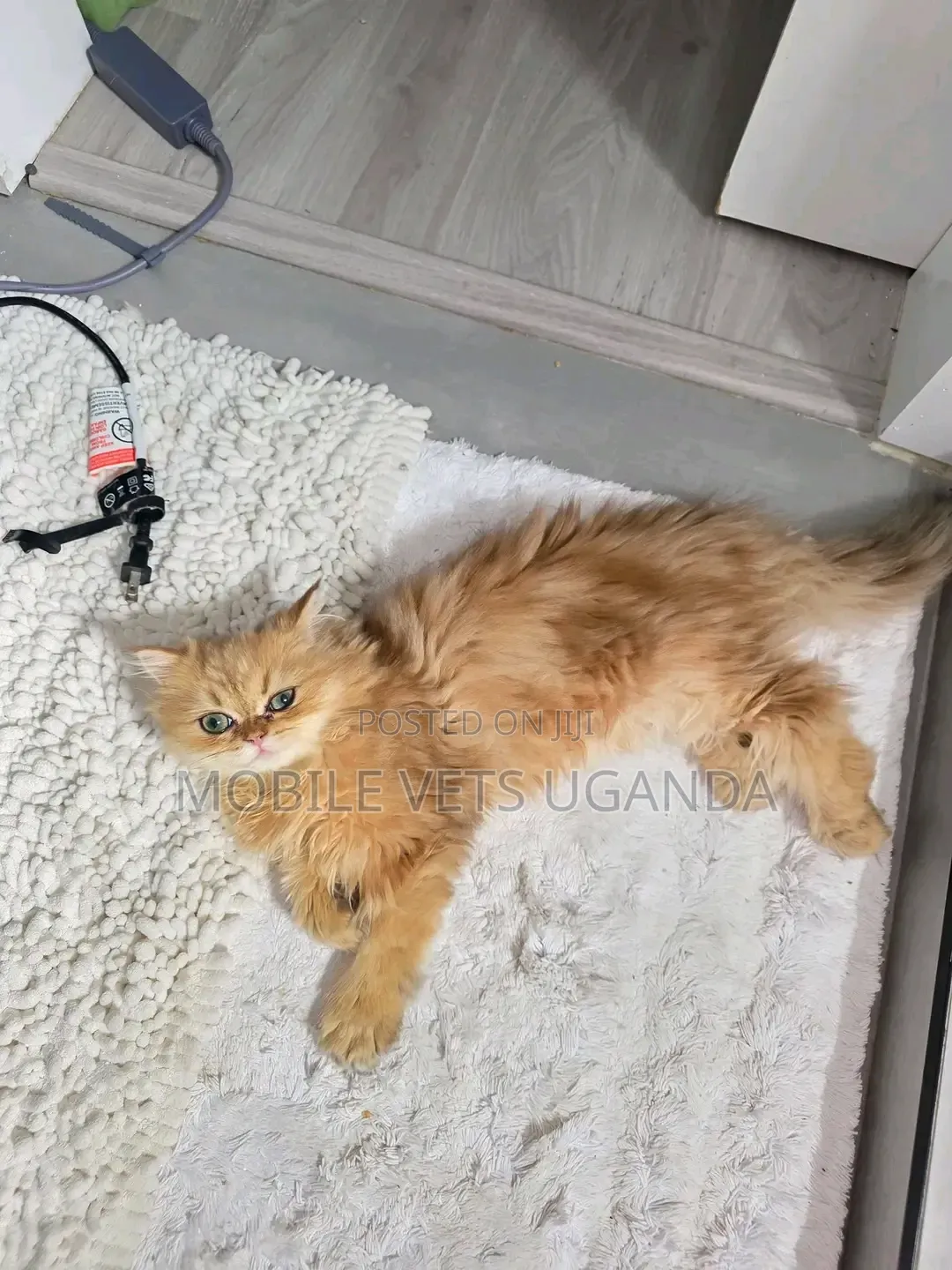 1-3 months Female Purebred Persian