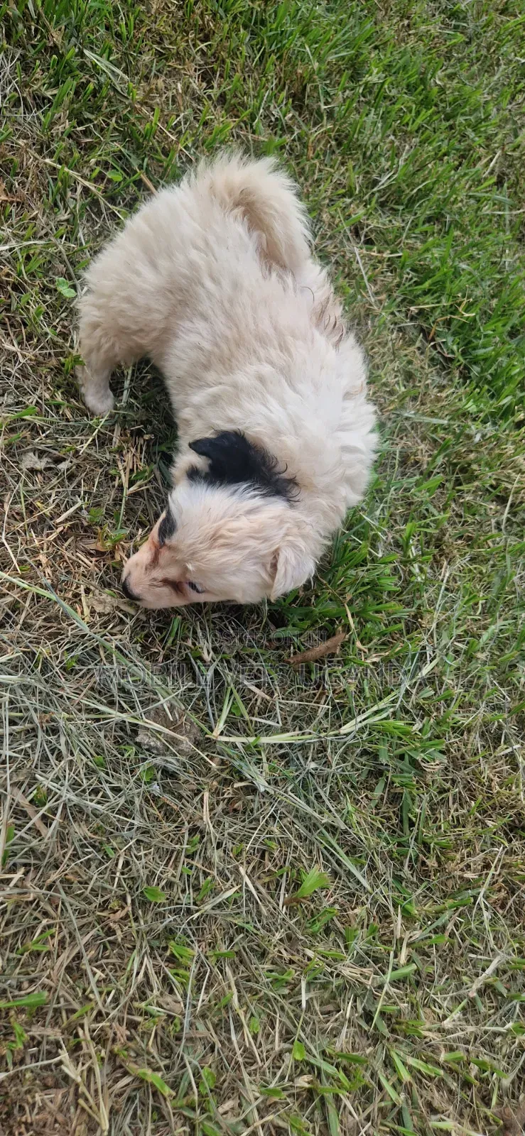 1-3 months Male Purebred Japanese Spitz