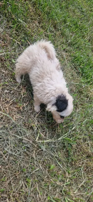 0-1 month Female Purebred Japanese Spitz