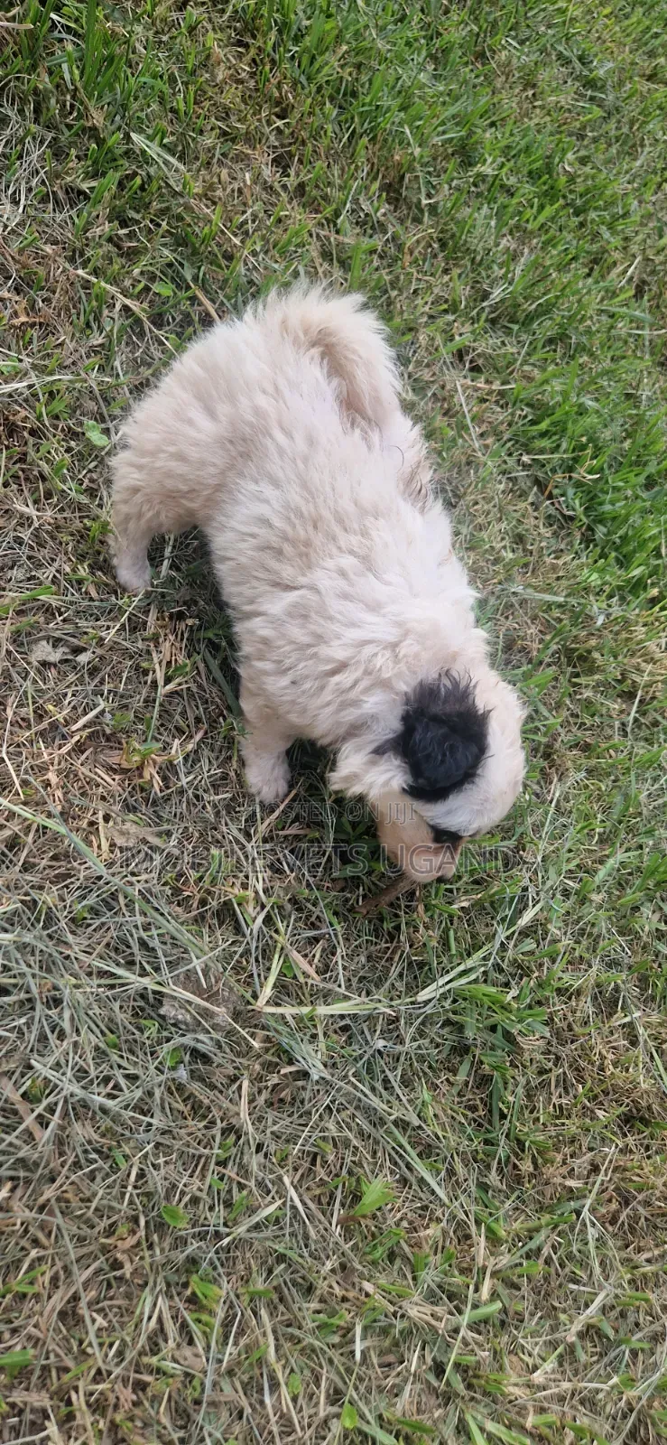 0-1 month Female Purebred Japanese Spitz