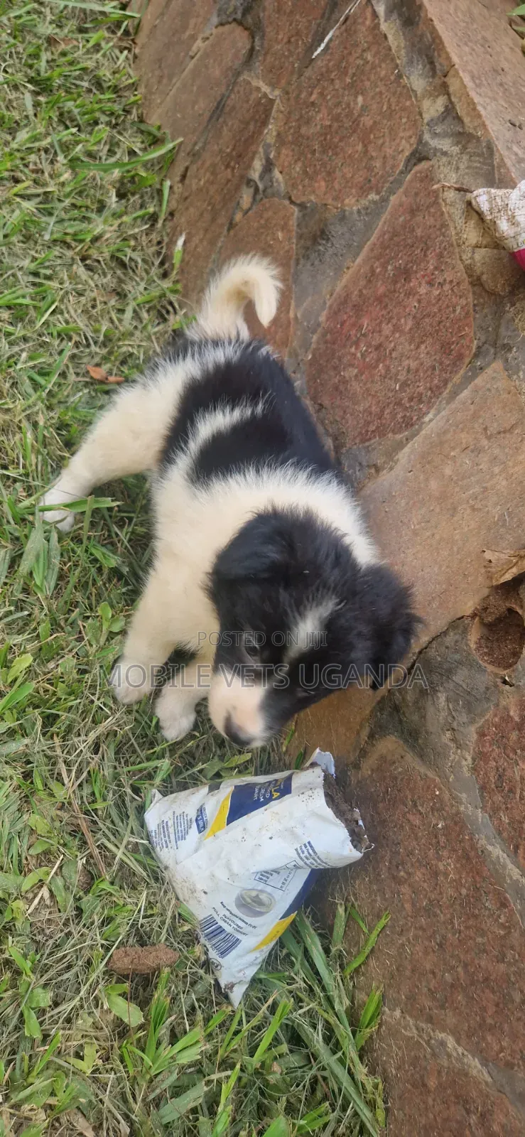 1-3 months Male Purebred Japanese Spitz
