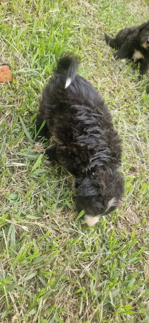 0-1 month Male Purebred Maltese
