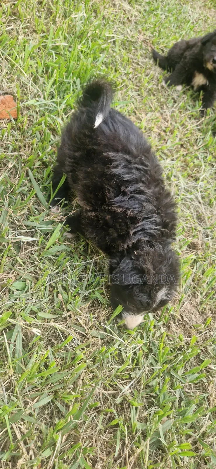 0-1 month Male Purebred Maltese