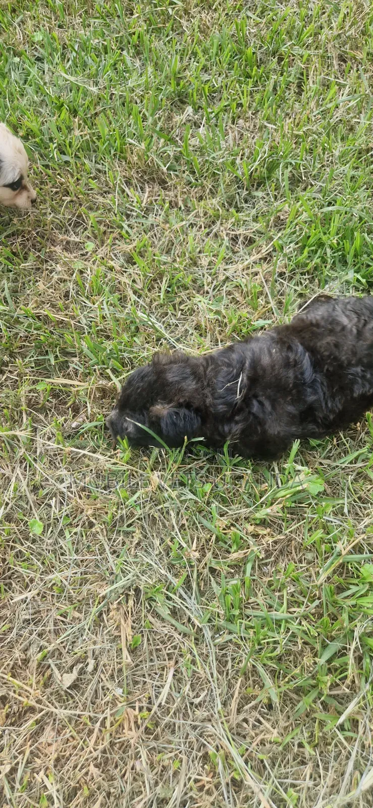 1-3 months Female Purebred Cymric