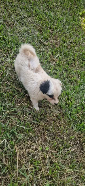 1-3 months Male Purebred Japanese Spitz