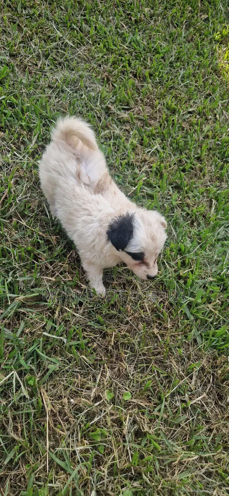 1-3 months Male Purebred Japanese Spitz