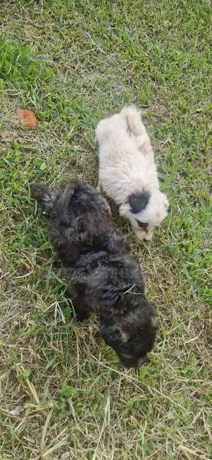 0-1 month Female Purebred Maltese