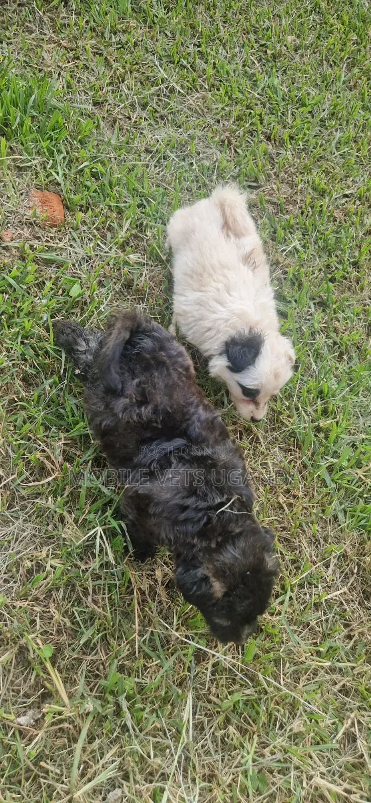0-1 month Female Purebred Maltese