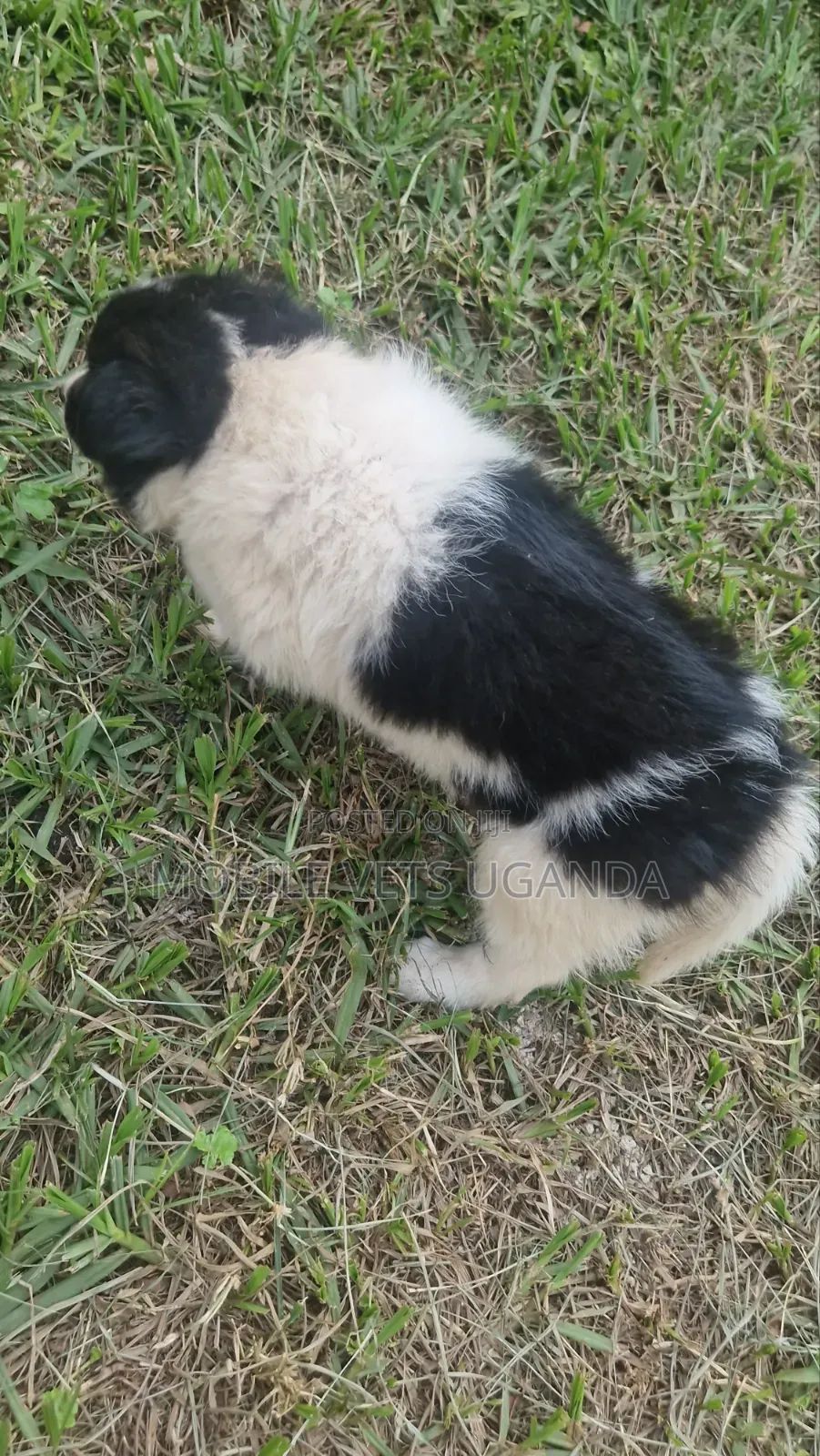 1-3 months Male Purebred Japanese Chin