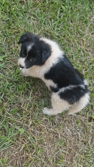 1-3 months Female Purebred Japanese Spitz