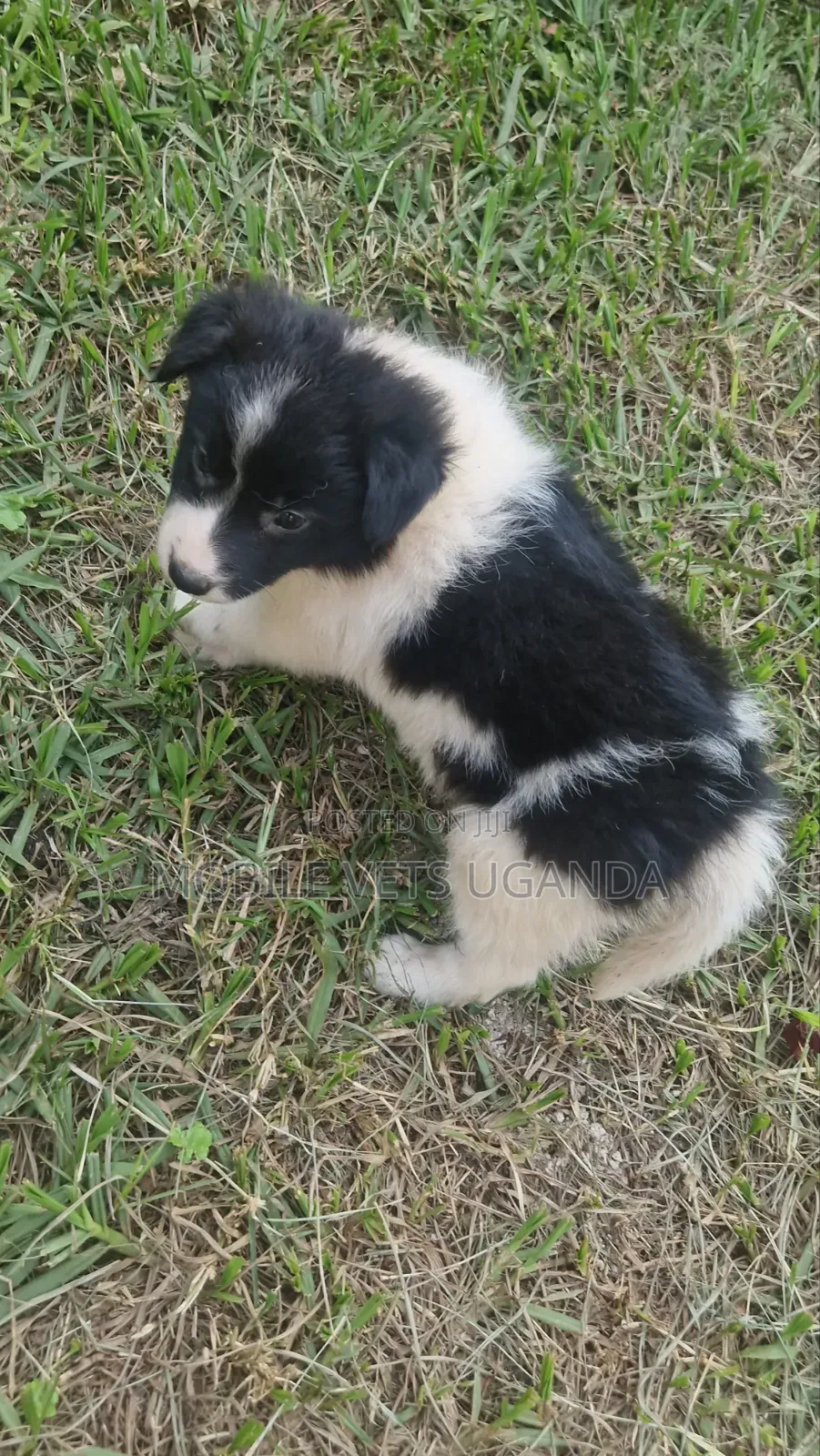 1-3 months Female Purebred Japanese Spitz