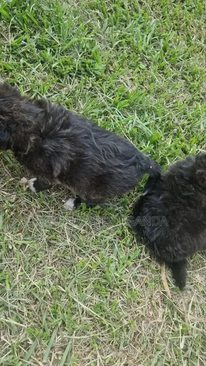 1-3 months Female Purebred Japanese Spitz
