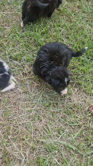1-3 months Female Purebred Maltese