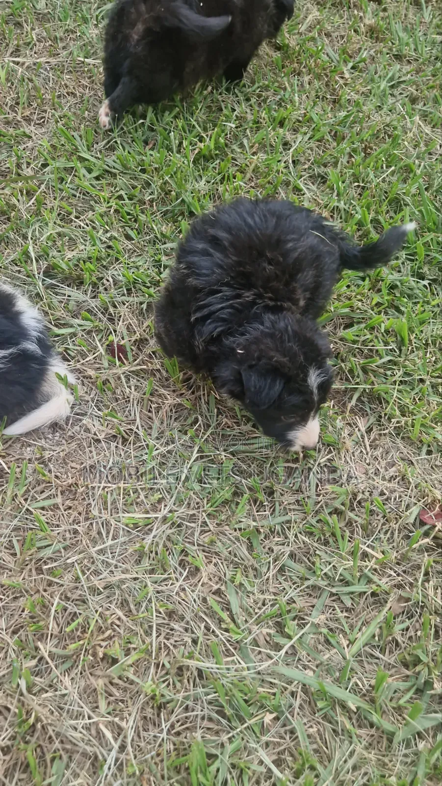 1-3 months Female Purebred Maltese