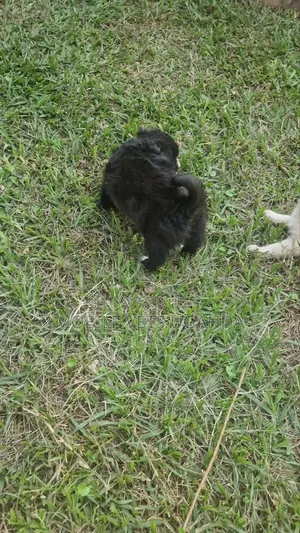 1-3 months Female Purebred Maltese