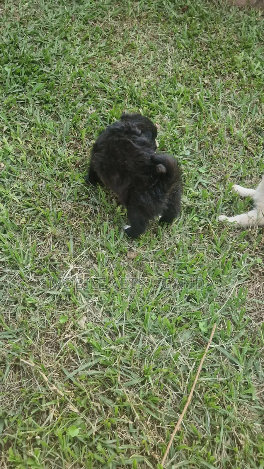 1-3 months Female Purebred Maltese