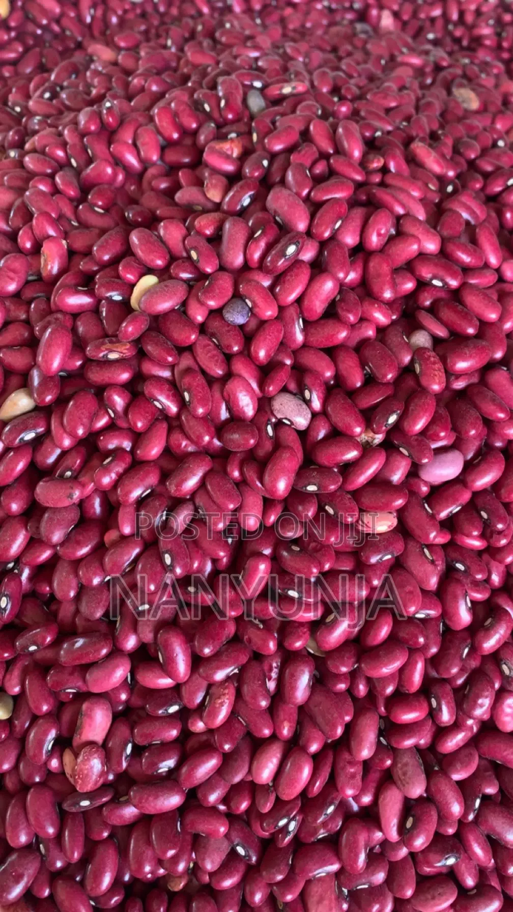 Red Beans / (Wayilimu)