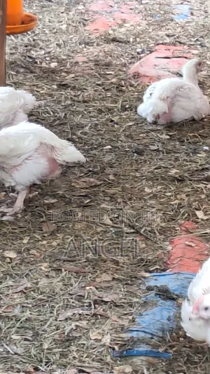 Best Chicken Farm