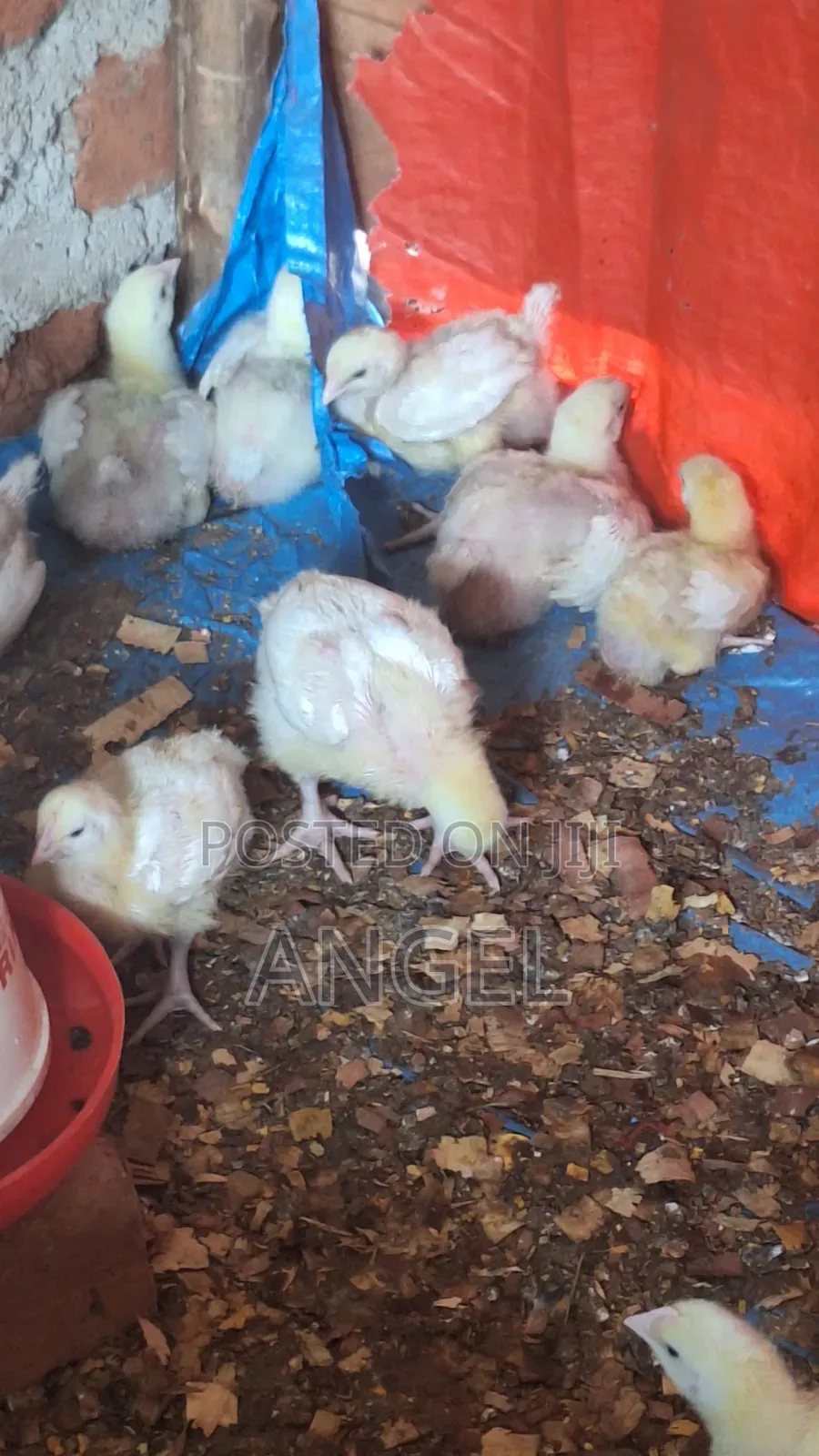 Best Chicken Farm