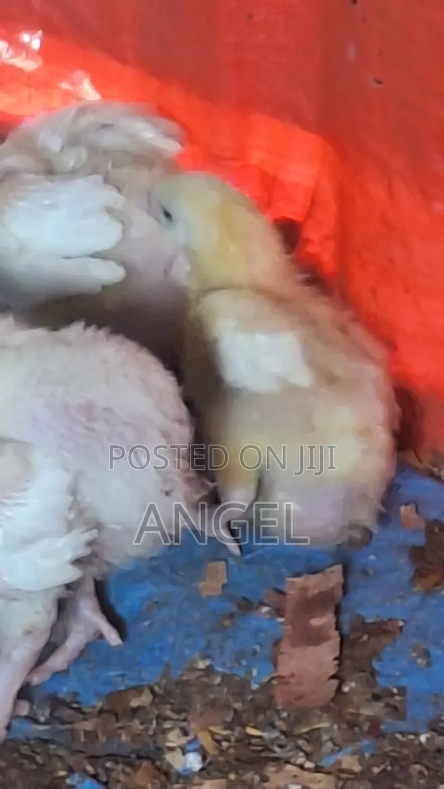 Best Chicken Farm