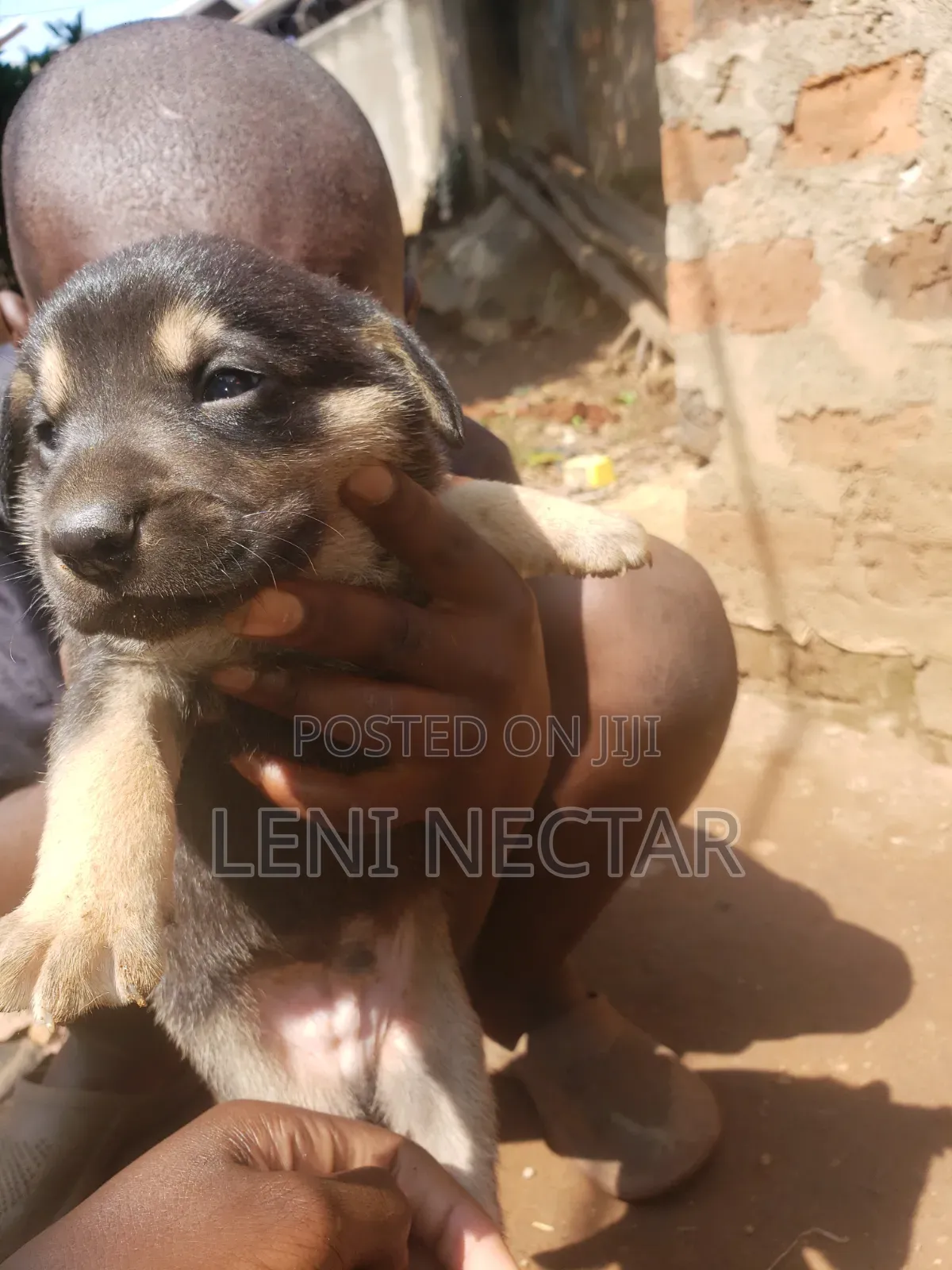 0-1 month Male Mixed Breed Boerboel