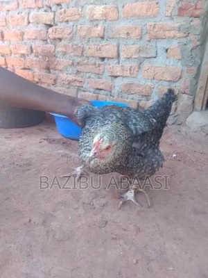 Poultry Farm