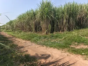 140acres of Land on Sale Located in Bufunjo-Kyenjojo