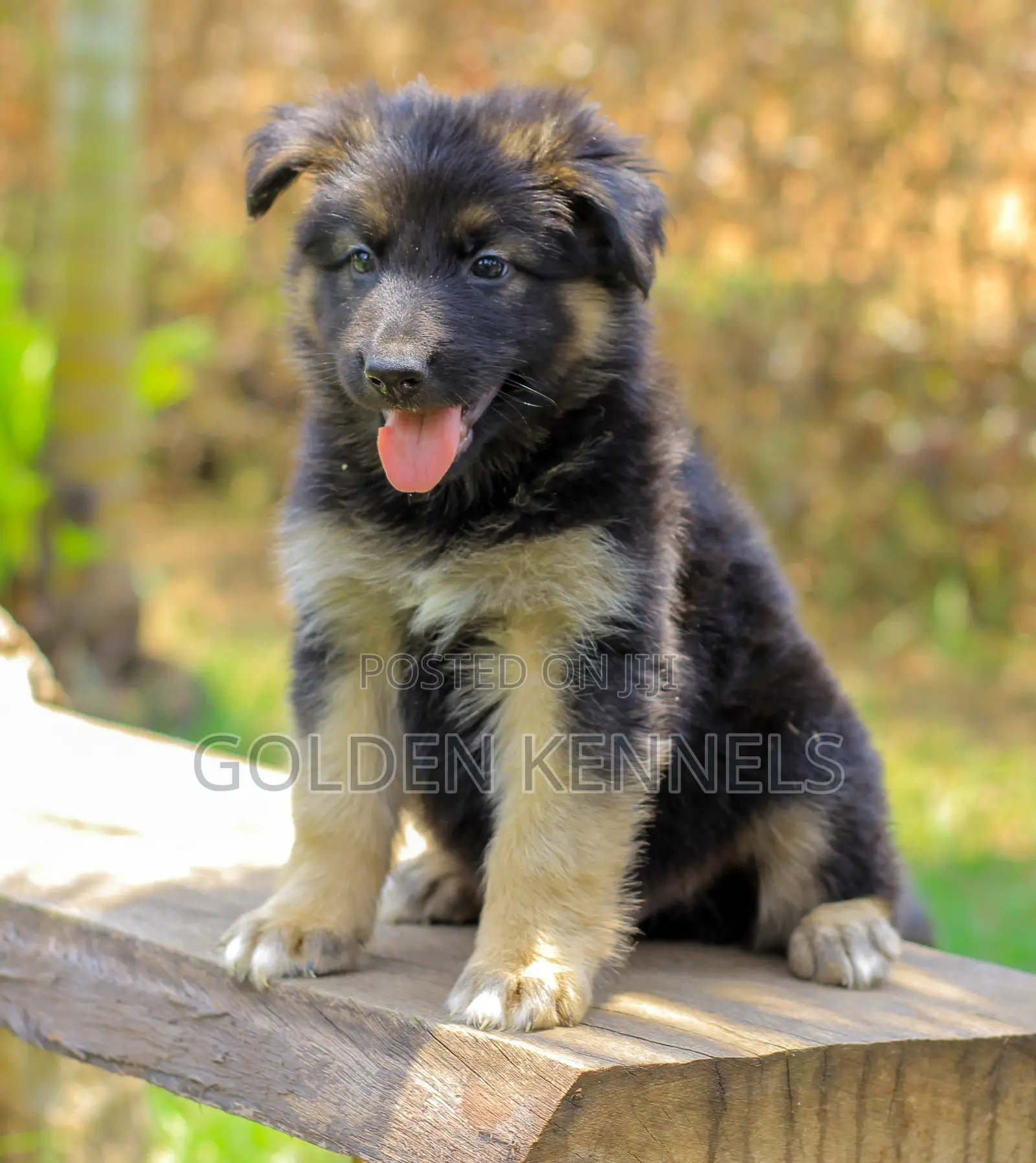1-3 months Male Purebred German Shepherd