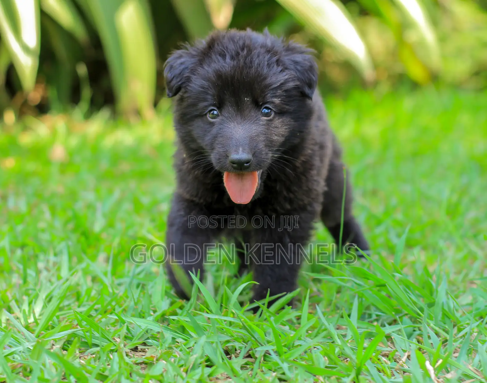 1-3 months Male Purebred German Shepherd