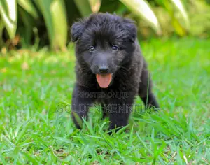1-3 months Male Purebred German Shepherd