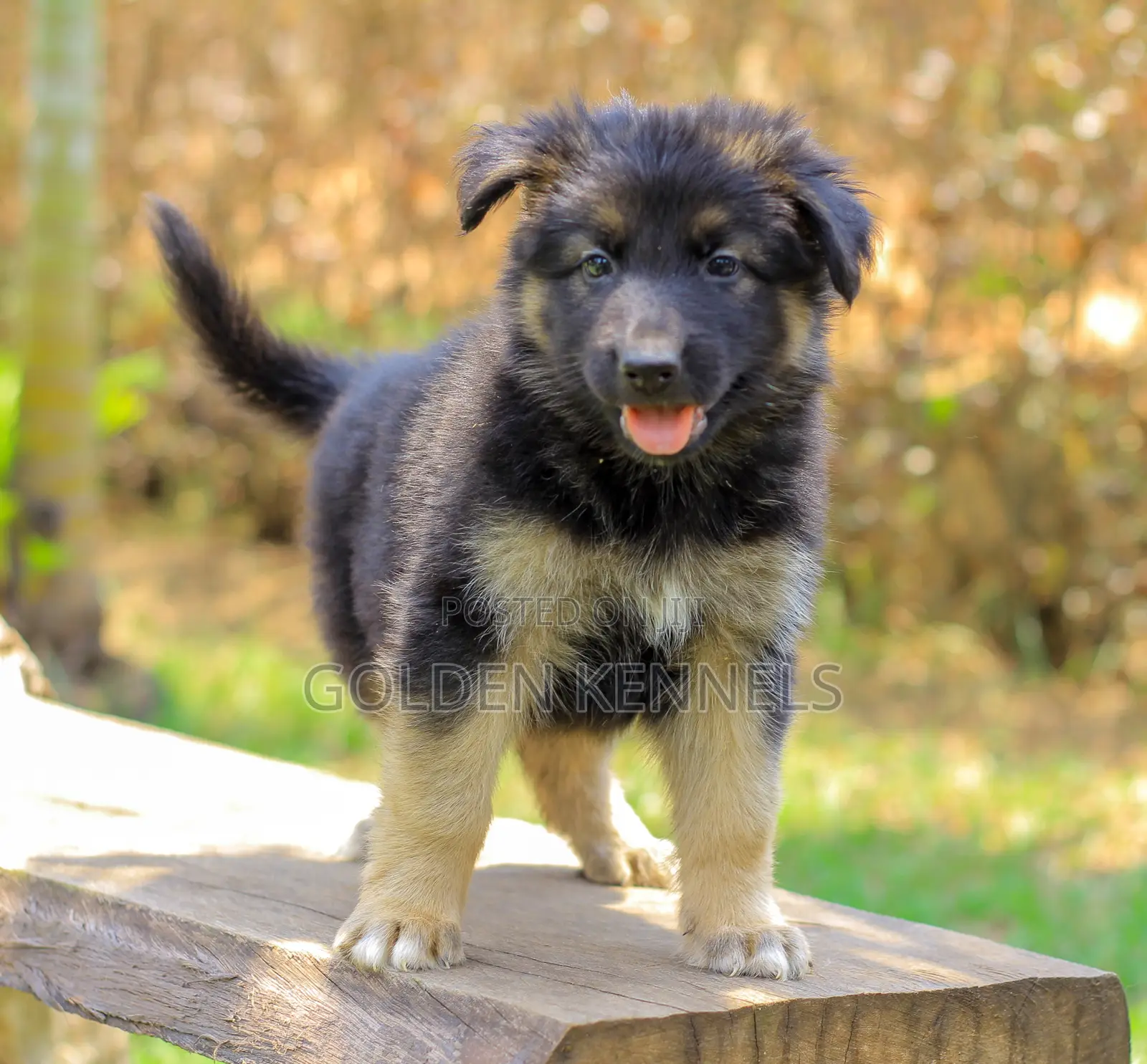 1-3 months Male Purebred German Shepherd